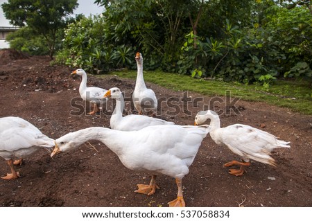 Swan. White swans. Goose. Bird swan, bird goose. Swan family walking .