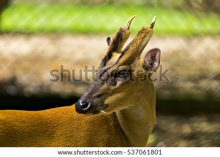 Barking deer or Muntiacus muntjak in the Wildlife Conservation, Thailand.
