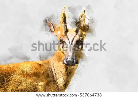 Watercolor image a Barking deer or Muntiacus muntjak in the Wildlife Conservation.