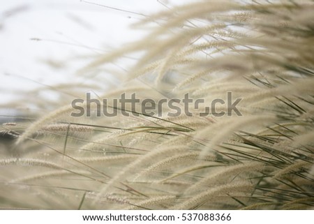 grass field flower of garden landscape in nature background
