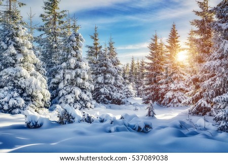 Majestic white spruces glowing by sunlight. Magic and unusual wintry scene. Location place Carpathian national park, Ukraine, Europe. Blue toning, instagram effect. Happy New Year! Beauty world.