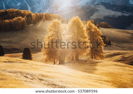 Lovely yellow larches in sunlight. Magical and gorgeous scene. Location place Dolomiti, Compaccio village, Seiser Alm or Alpe di Siusi, Province of Bolzano - South Tyrol, Italy, Europe. Beauty world.