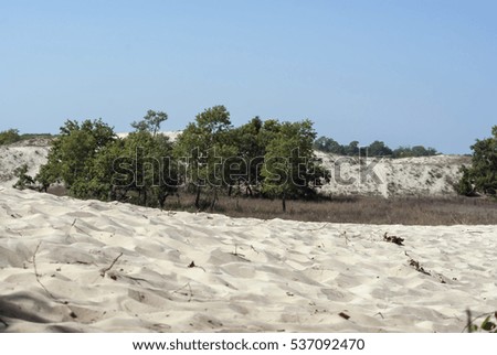Sand dunes in Letea forest , Danube Delta in Romania