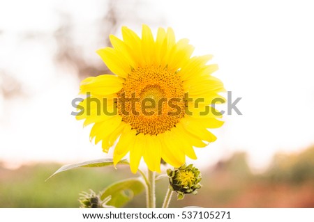 Picture of flowers: Flower image of  Sunflower sunset isolated on the field White sky Background