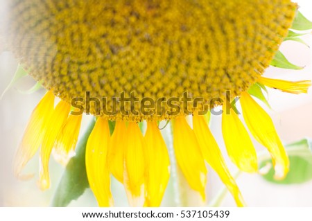 Picture of flowers: Flower image of  Sunflower sunset isolated on the field White sky Background