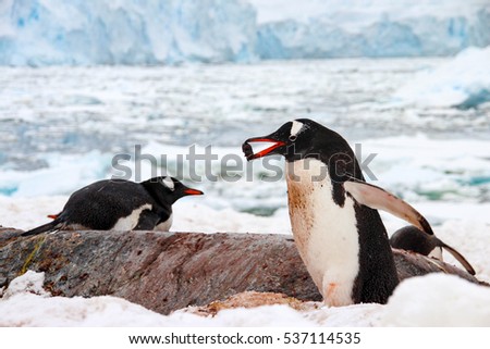 Cute gentoo penguin running with a pebble on Cuverville Island in Antarctica