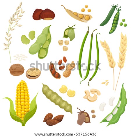 Cute and tasty legumes, grains and nuts collection. Vector illustration. Royalty-Free Stock Photo #537156436