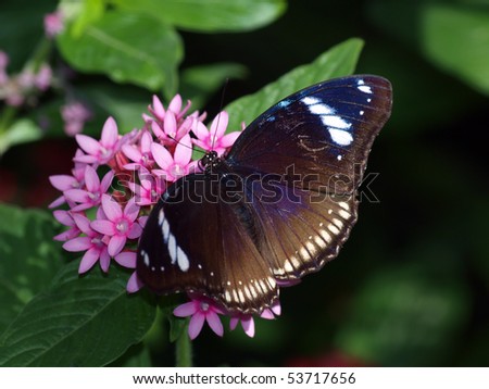 Great Egg Fly Butterfly