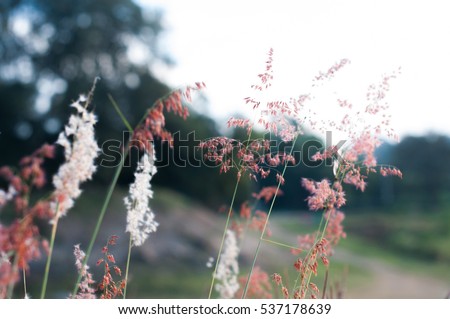 Picture of flowers: Flower image of Grasses on the mountain during sunset