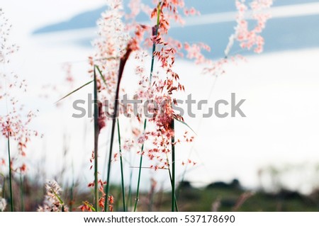 Picture of flowers: photo of Flowers image of Grasses pink bunch of flowers on the mountain during sunset - image