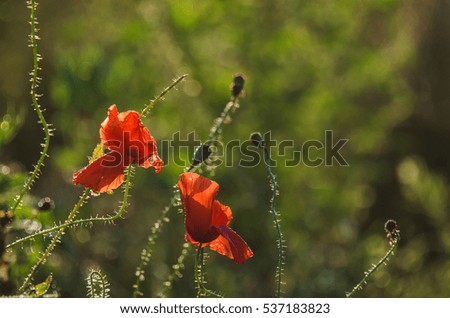 POPPIES IN THE MEADOW