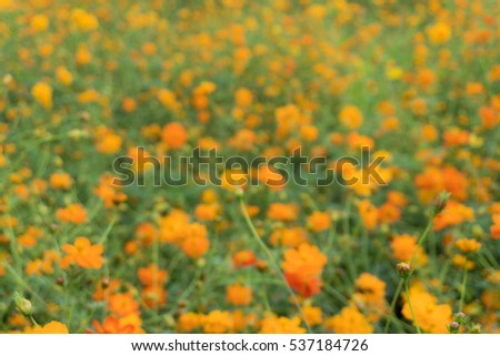 orange cosmos garden blurry background bokeh 