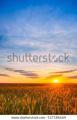 Landscape Of Wheat Field Under Scenic Summer Dramatic Sky In Sunset Dawn Sunrise. Skyline.