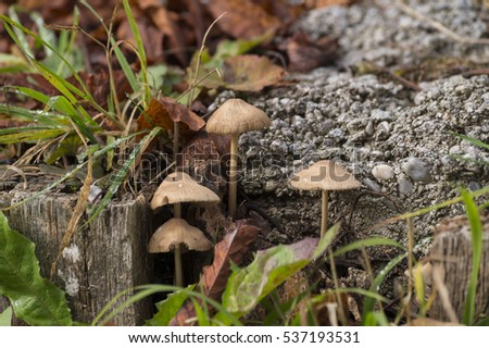 Mushrooms in the Forest. Mushrooms on a cold day