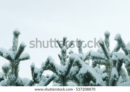 The tops of Christmas trees in the snow on a background of blue sky from below pictures. copy space on a sky background
