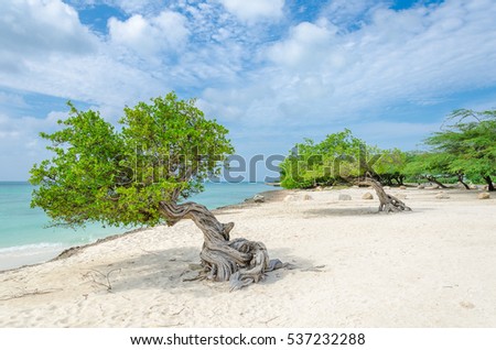 The famous Divi Divi tree which is Aruba's natural compass, always pointing in a southwesterly direction due to the trade winds that blow across the island Royalty-Free Stock Photo #537232288