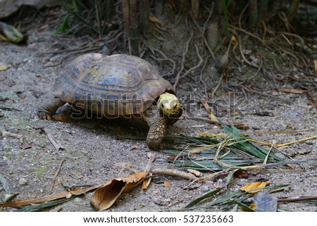   Image of Tortoise at a zoo in Thailand