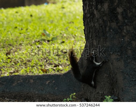 squirrel claimbing up a tree, ambition concept
