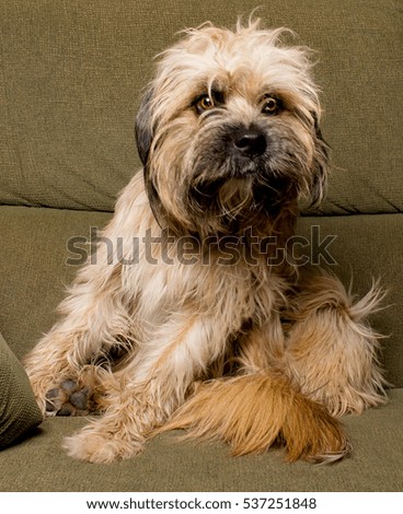 Lovely Sheperd Dog Lying In A Sofa