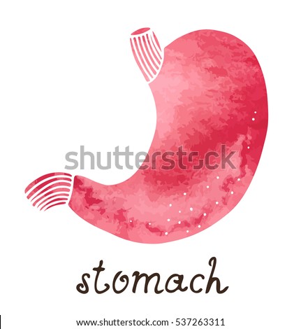 Stomach vector watercolor illustration, human anatomy, isolated on white background