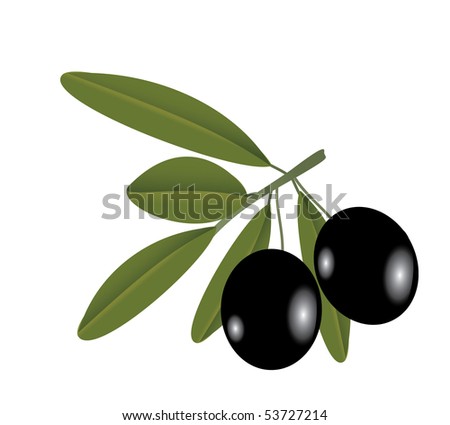 Vector illustration of the olive on the branch over the white background