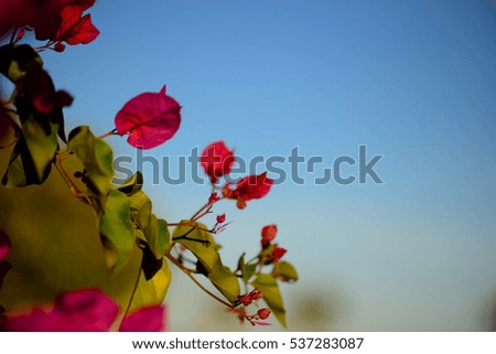 Colorful macro flowers background with blue sky. Close up. Floral background with a copy space.
