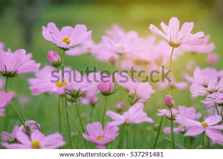 The beautiful Cosmos flower in tropical garden. cosmos flower under sunlight with selective focus and blurry background.