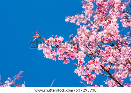 Wild Himalayan Cherry or sakura of Thailand blossom when winters come in a shiny day with a clear blue sky