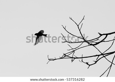 Silhouette flycatchers bird on branch tree 