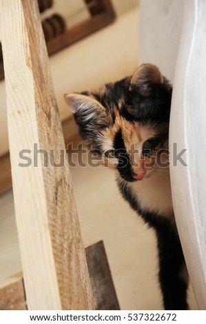 Funny tricolor cat peeking out of wooden furniture. Hiding or spying