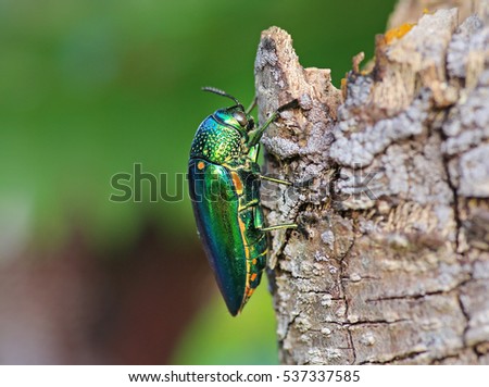 jewel beetle on tree.