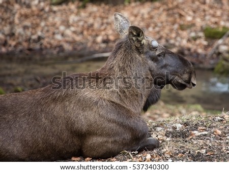 Picture of an elk
