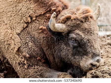 Picture of a european bison (wisent)