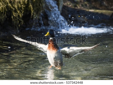 Picture of a mallard duck