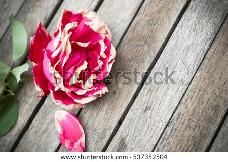 Close up of single half-blooming, half withered red, magenta rose with white stripes, still vivid colors, on wooden rustic table, selective focus, space for text