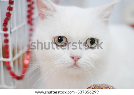 White exotic cat in a christmas interior. Close portrait