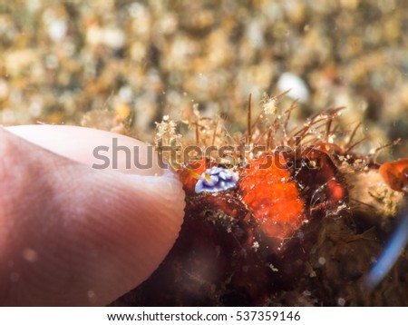 Tiny nudibranch at finger tip 