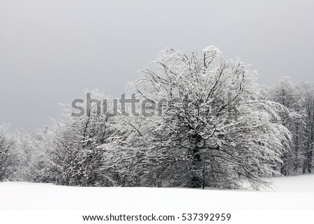 Winter background