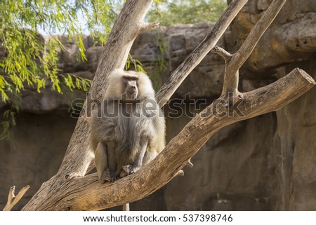 Baboon in a tree resting