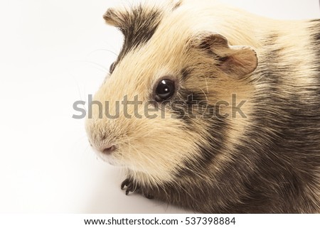The guinea pigment on a white background. Pet on a white background. Space for text