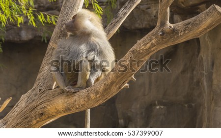 Baboon in a tree resting