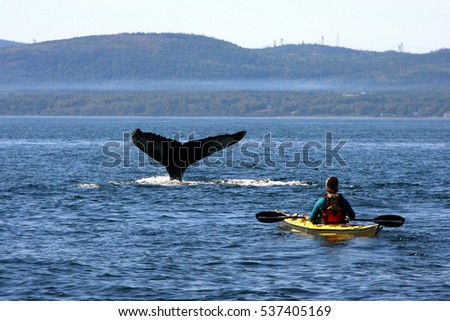 whale watching and tail of a humpback whale in St Lawrence river, Quebec, canada
 Royalty-Free Stock Photo #537405169
