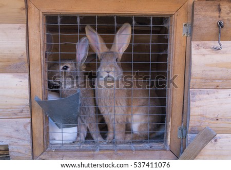 Fluffy bunnies in a cage 