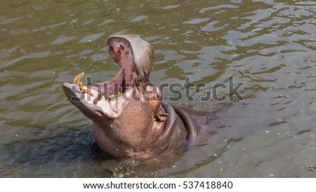 Hippopotamus in Khao Kheow Open Zoo, Thailand