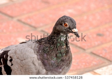 Photo picture of a wild bird animal pigeon dove