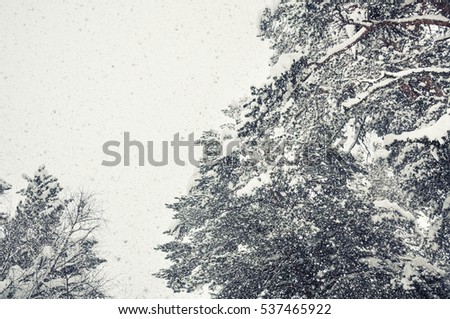 Snow in winter forest. Vintage filter