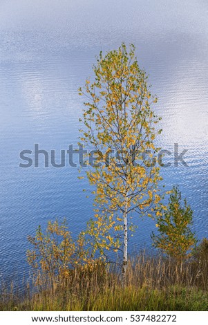 Minimalist landscape birch on  background of waves and blue sky reflections in  water.