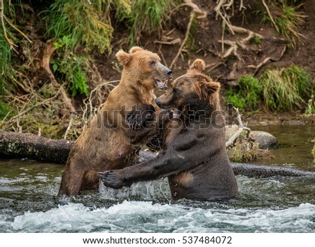 Two brown bears playing with each other in the water. USA. Alaska. Katmai National Park. An excellent illustration.