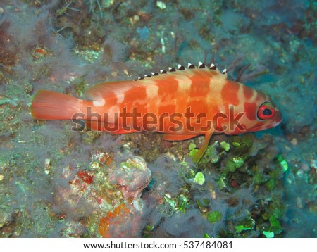 Tropical Fish saddle grouper on coral