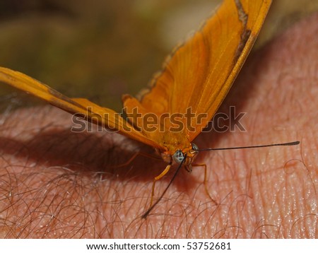 Closeup of a Julia Longwing Butterfly